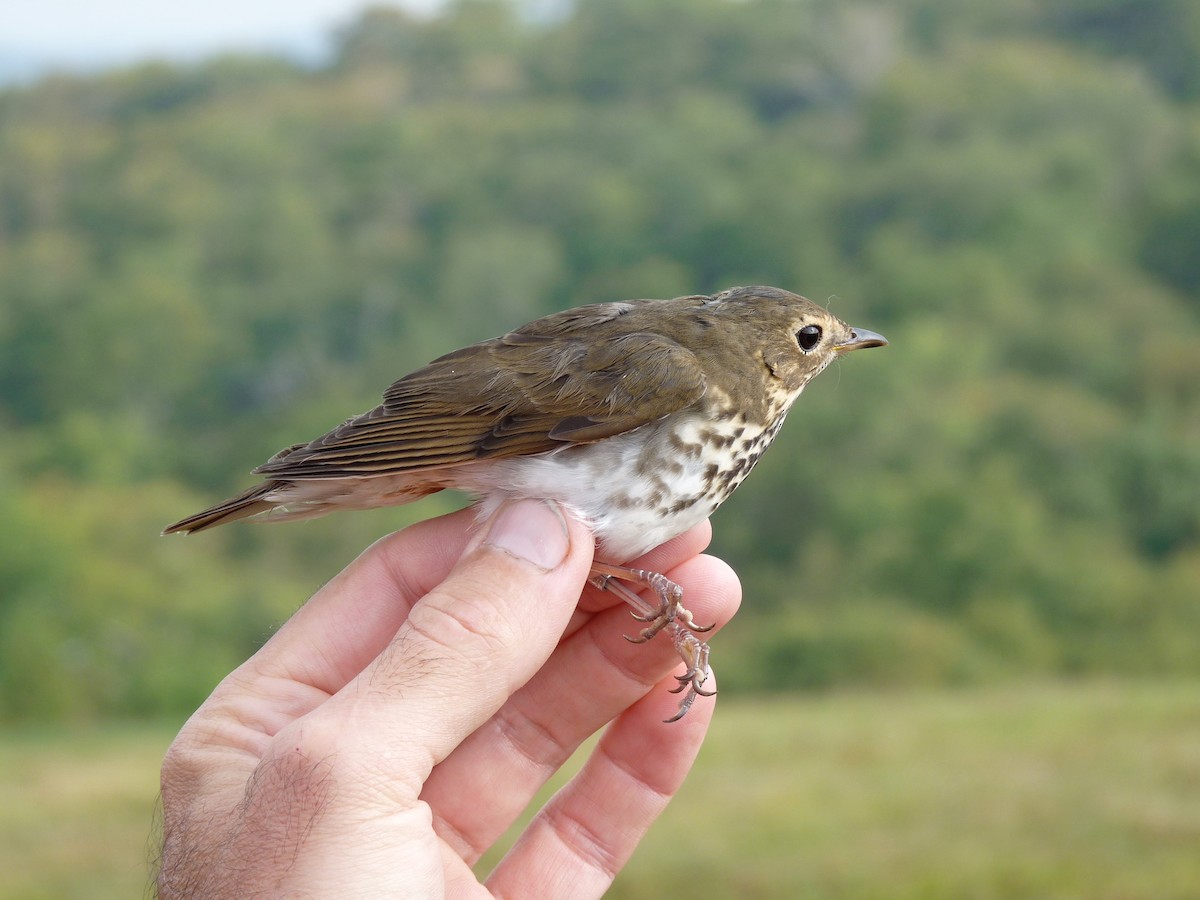 Swainson's Thrush - ML62429251