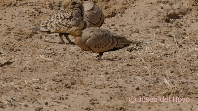 Chestnut-bellied Sandgrouse (African) - ML624292515