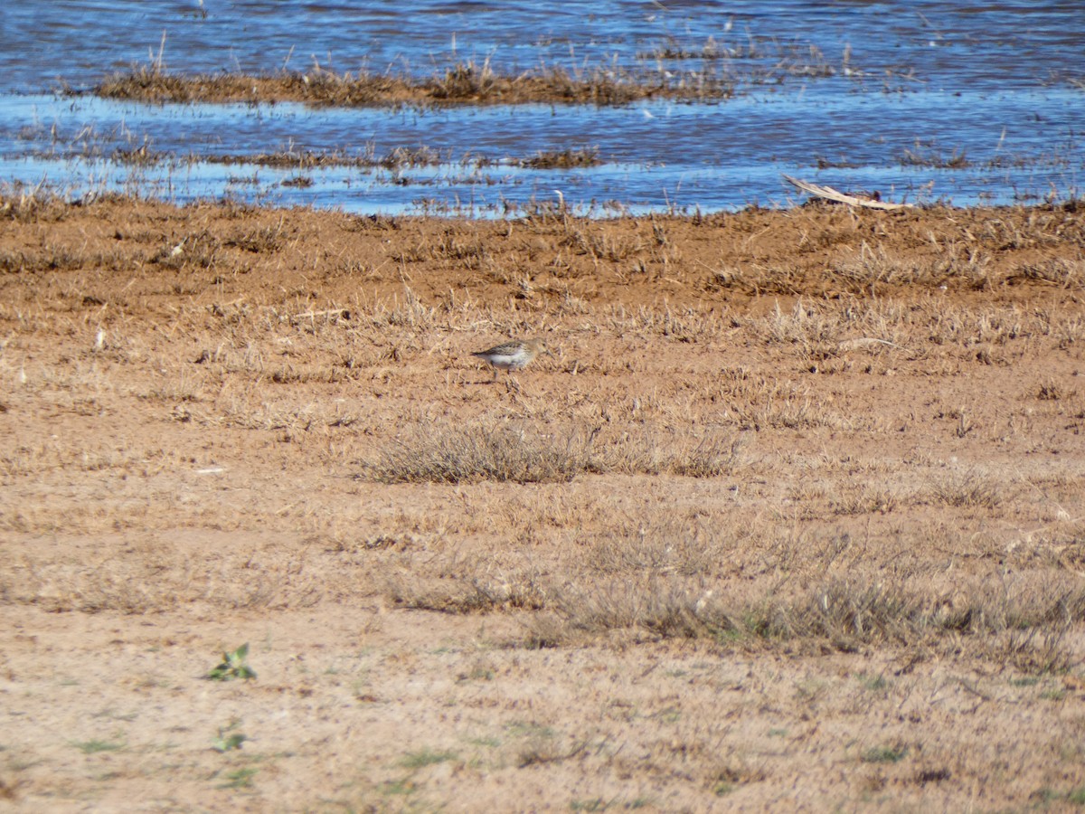 Dunlin - ML624292532