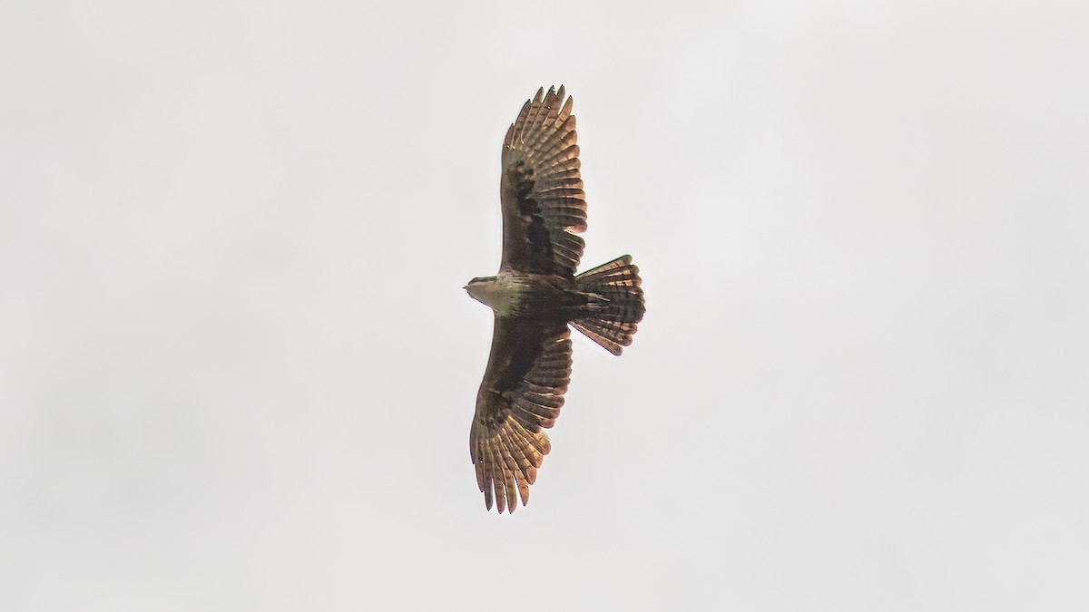 Rufous-bellied Eagle - ML624292594