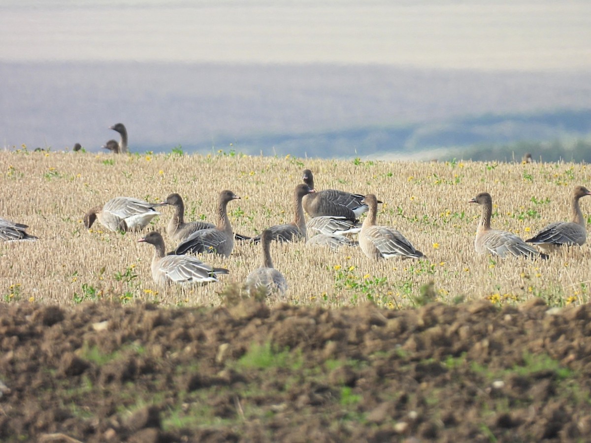 Pink-footed Goose - ML624292597