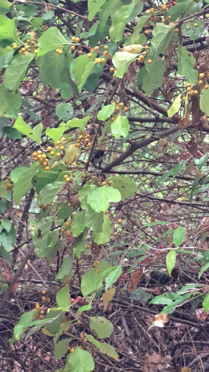 Black-throated Blue Warbler - ML624292681