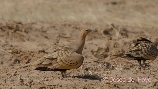 Chestnut-bellied Sandgrouse (African) - ML624292692