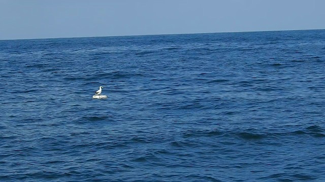 Masked Booby - ML624292706