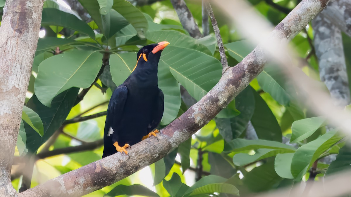 Common Hill Myna (Common) - ML624292737