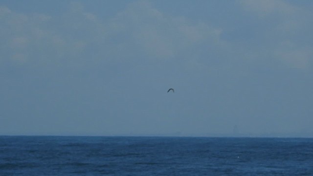 Bridled Tern - ML624292761