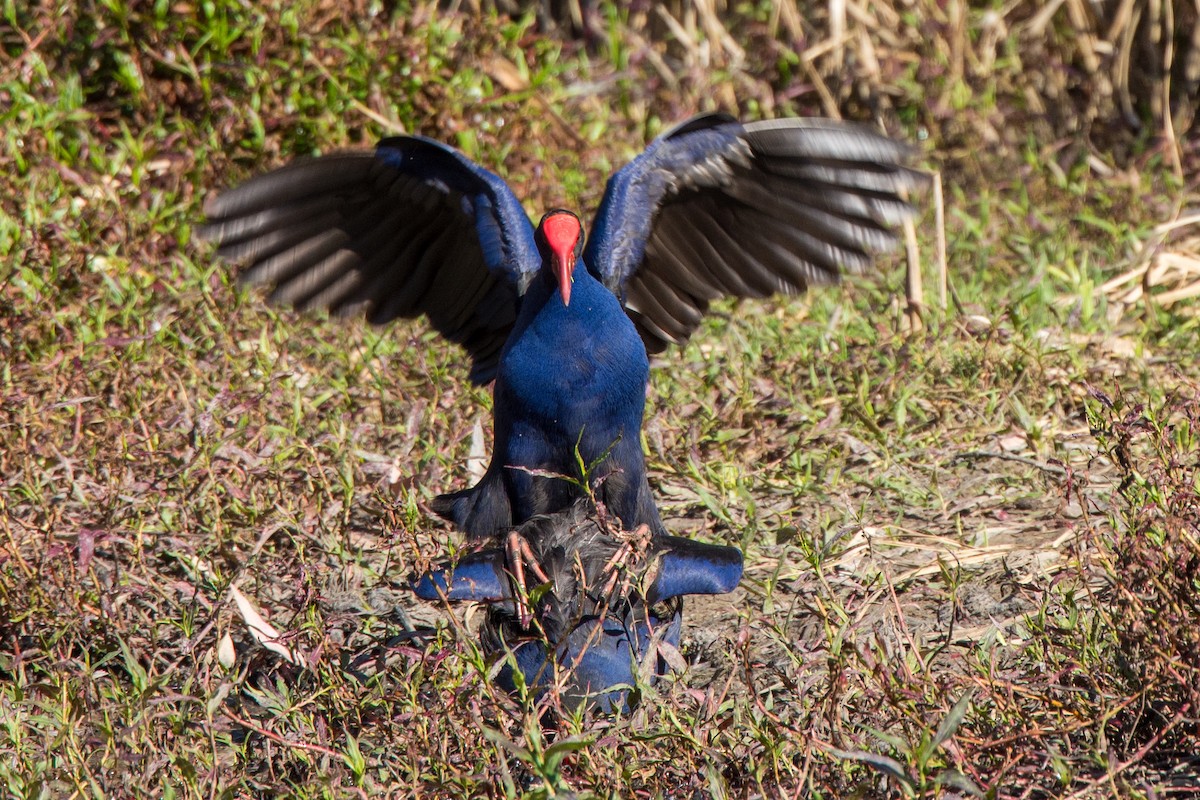 Australasian Swamphen - ML624292762