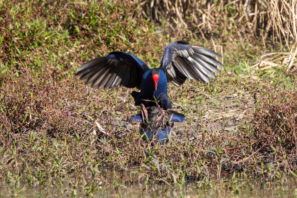 Australasian Swamphen - ML624292763