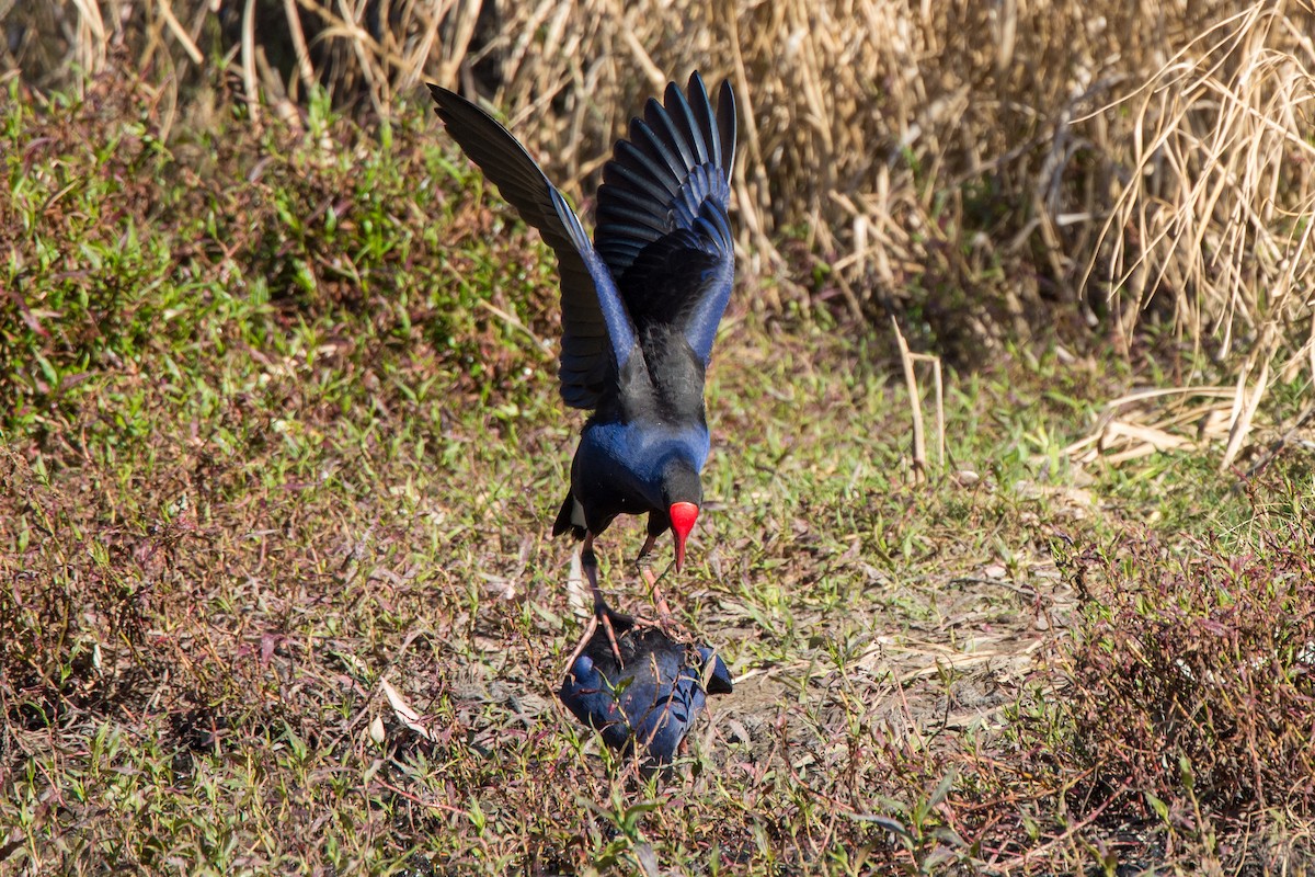 Australasian Swamphen - ML624292764