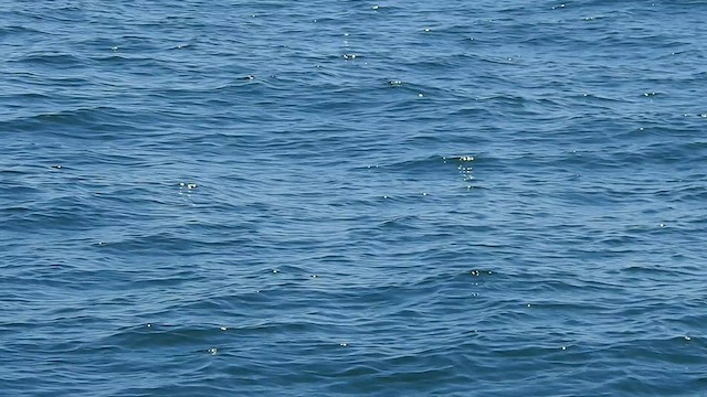 Bridled Tern - ML624292779