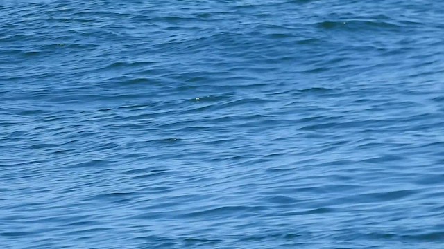 Bridled Tern - ML624292780