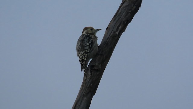 Yellow-crowned Woodpecker - ML624292789