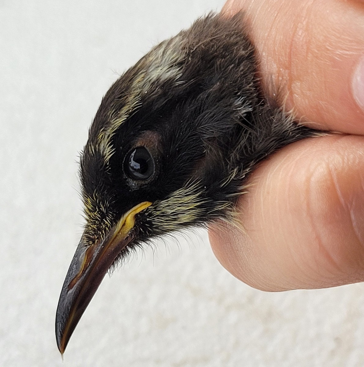 New Holland Honeyeater - ML624292918