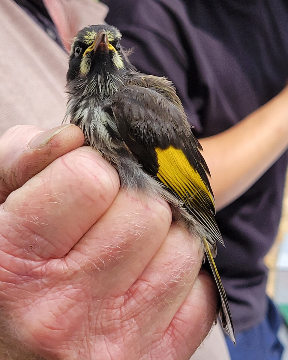 New Holland Honeyeater - ML624292919