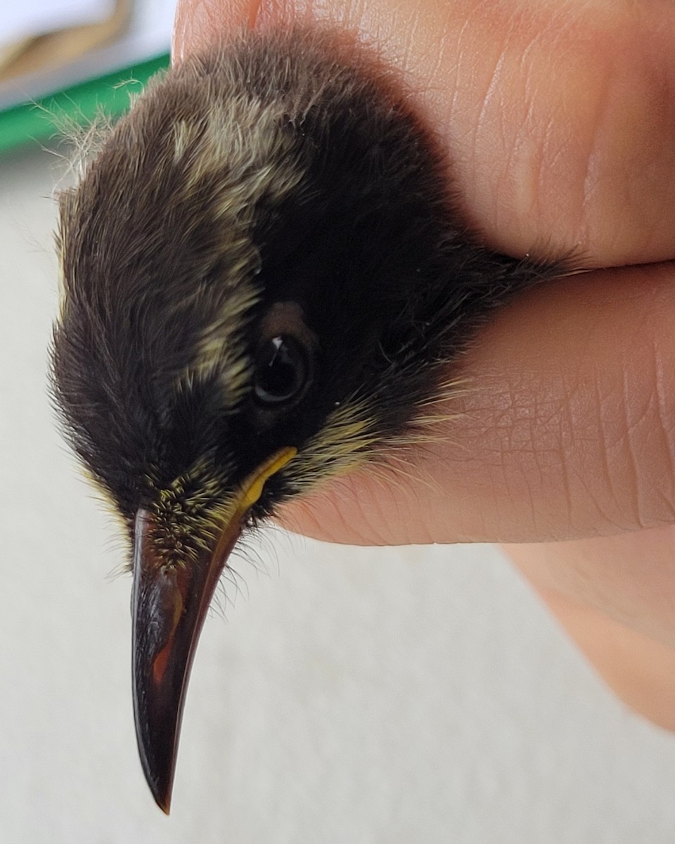 New Holland Honeyeater - ML624292920