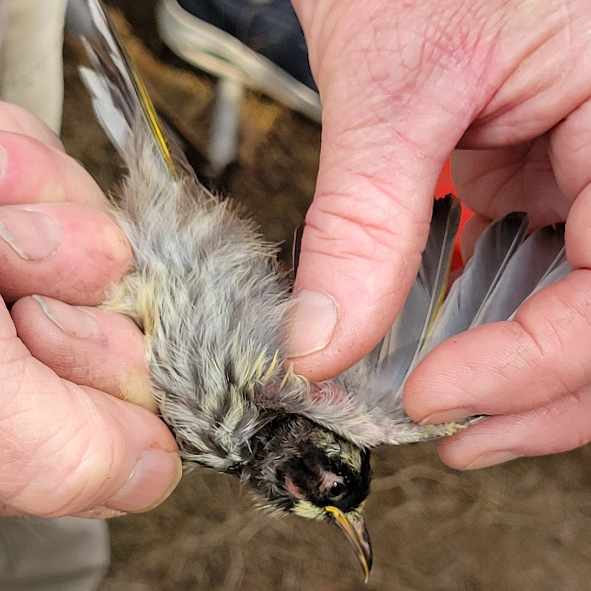 New Holland Honeyeater - ML624292921