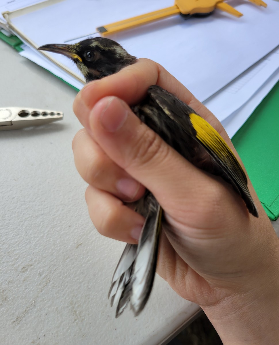 New Holland Honeyeater - ML624292922