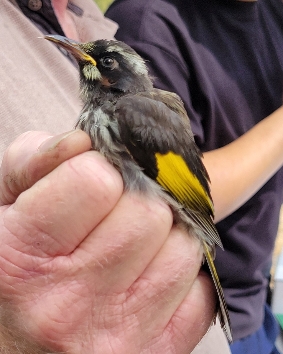 New Holland Honeyeater - ML624292924