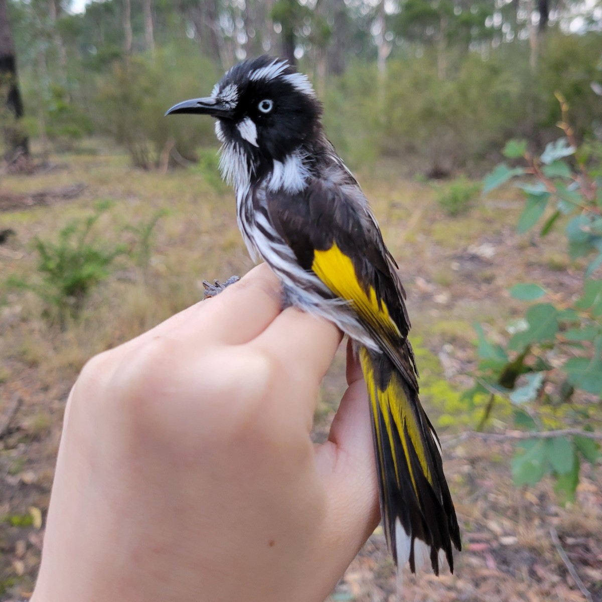 New Holland Honeyeater - ML624292936