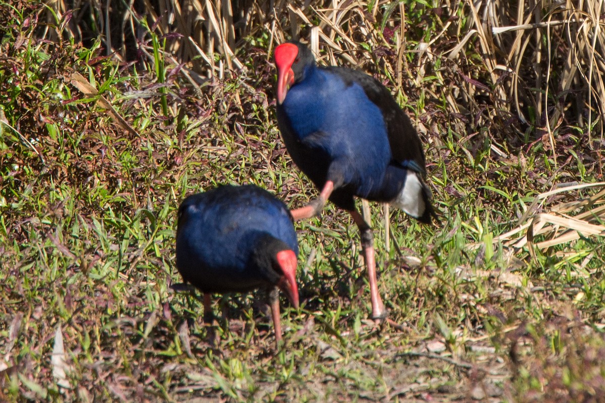 Australasian Swamphen - ML624292965