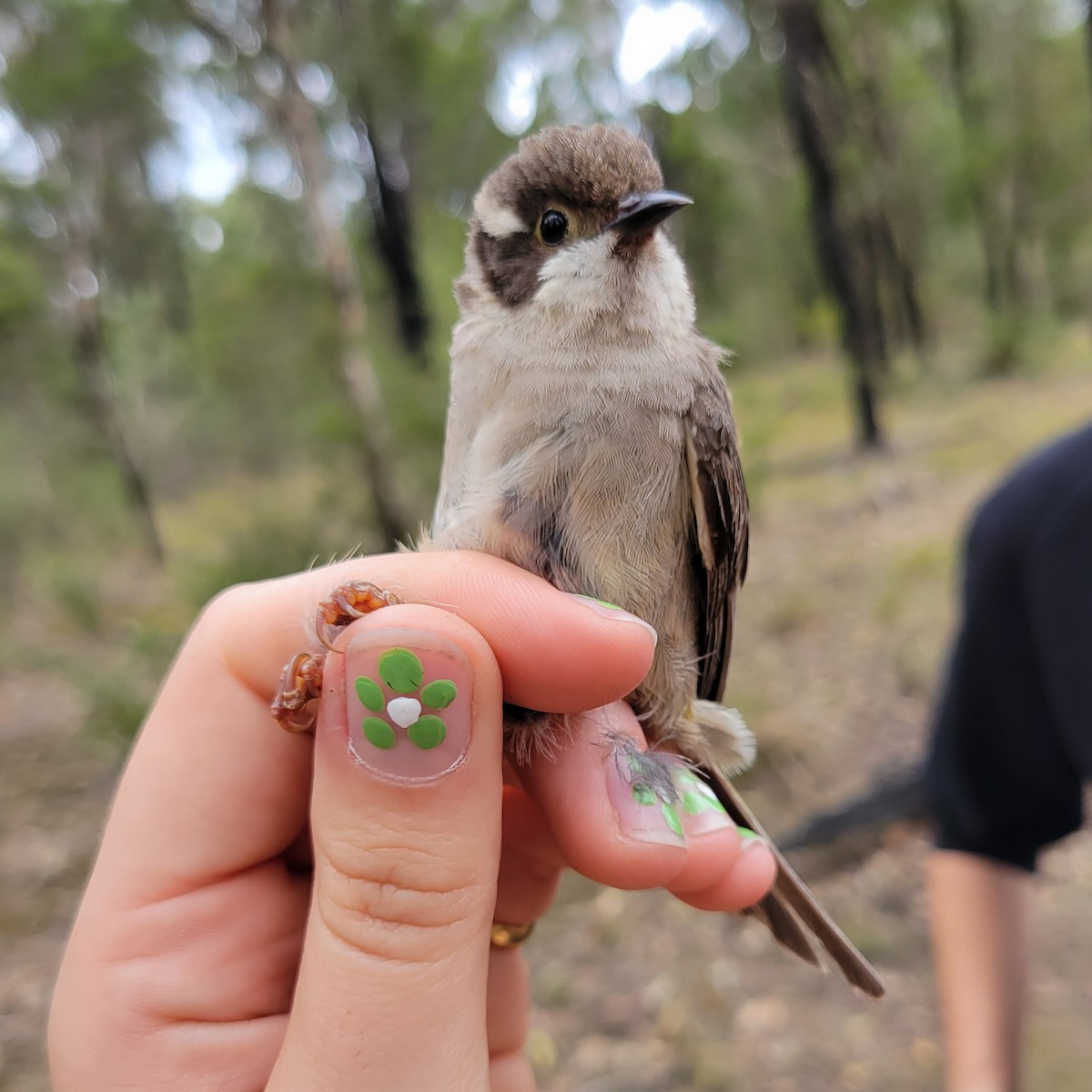 Brown-headed Honeyeater - ML624292973