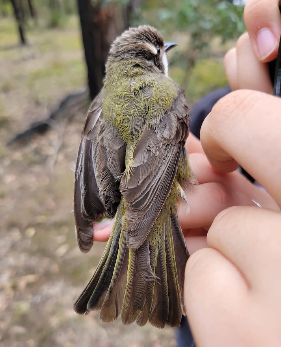 Brown-headed Honeyeater - ML624292986