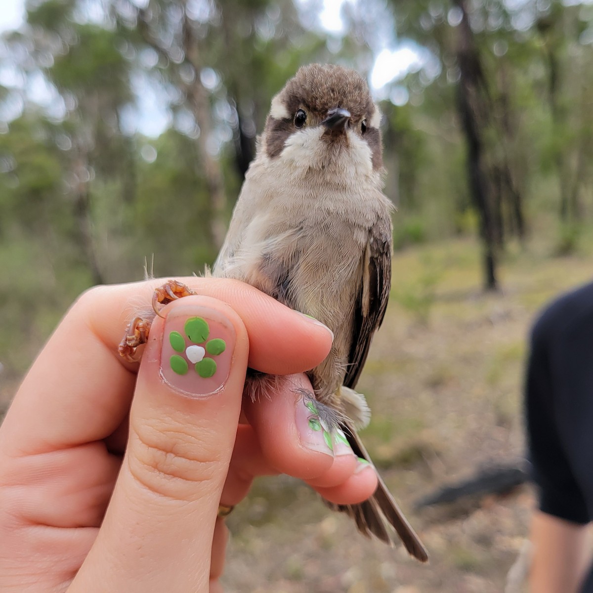 Brown-headed Honeyeater - ML624292988