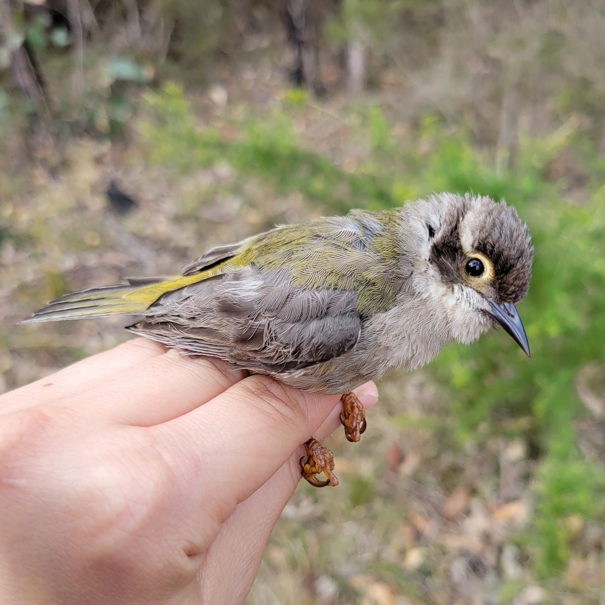 Brown-headed Honeyeater - ML624292989