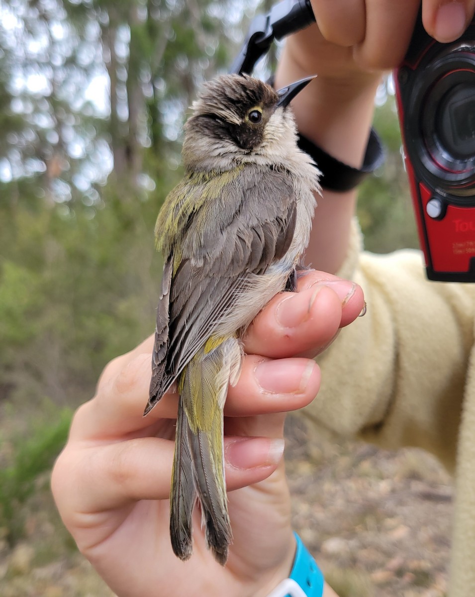 Brown-headed Honeyeater - ML624292990