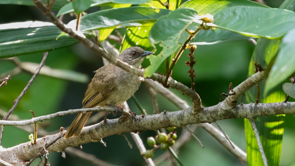 Olive-winged Bulbul (Olive-winged) - ML624293038