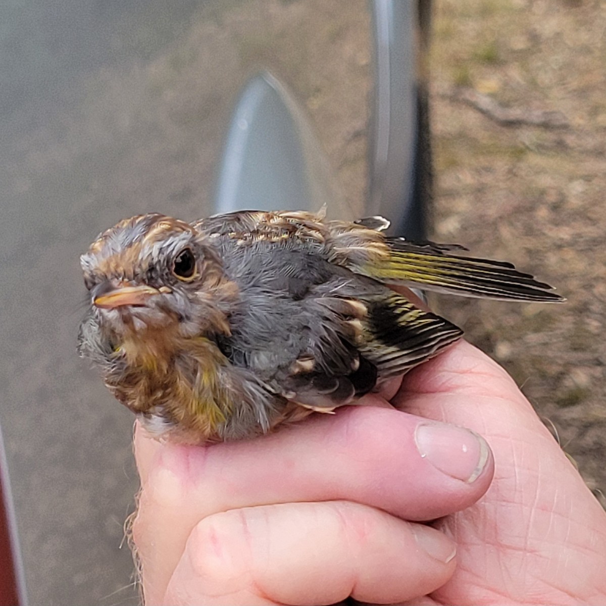 Eastern Yellow Robin - ML624293043