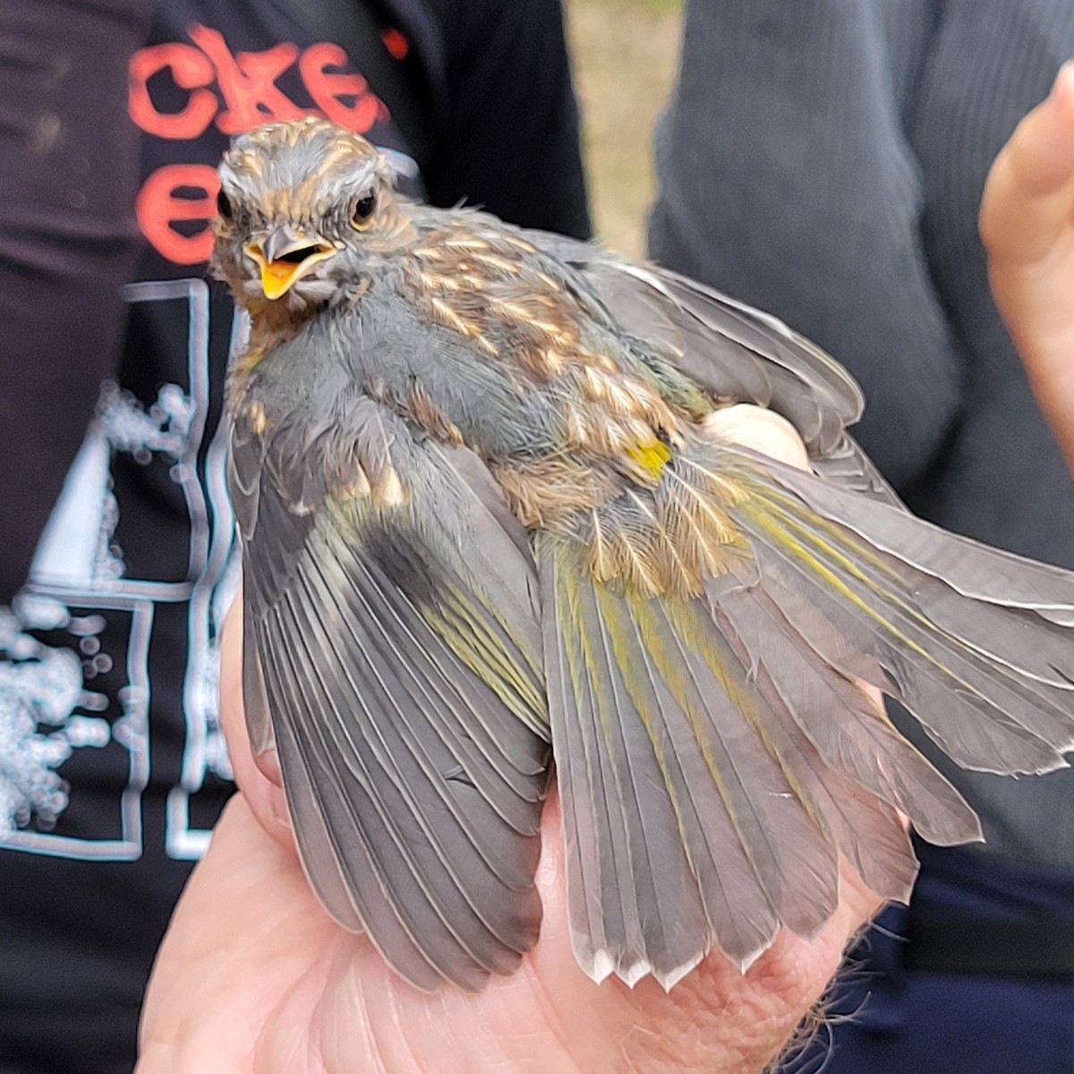 Eastern Yellow Robin - ML624293044