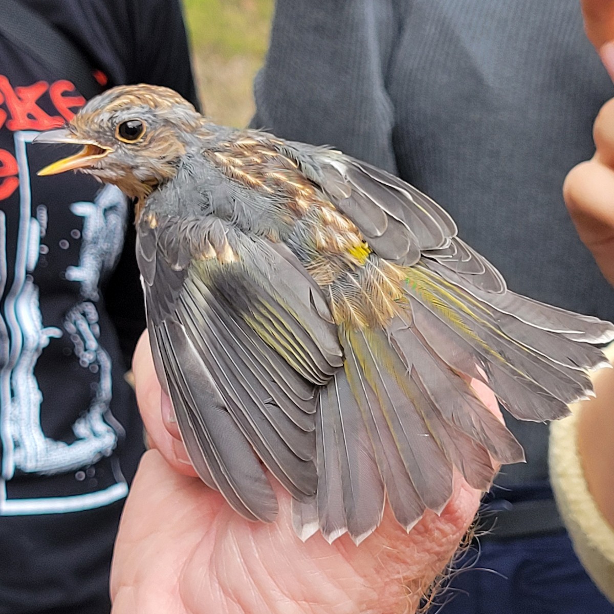 Eastern Yellow Robin - ML624293046