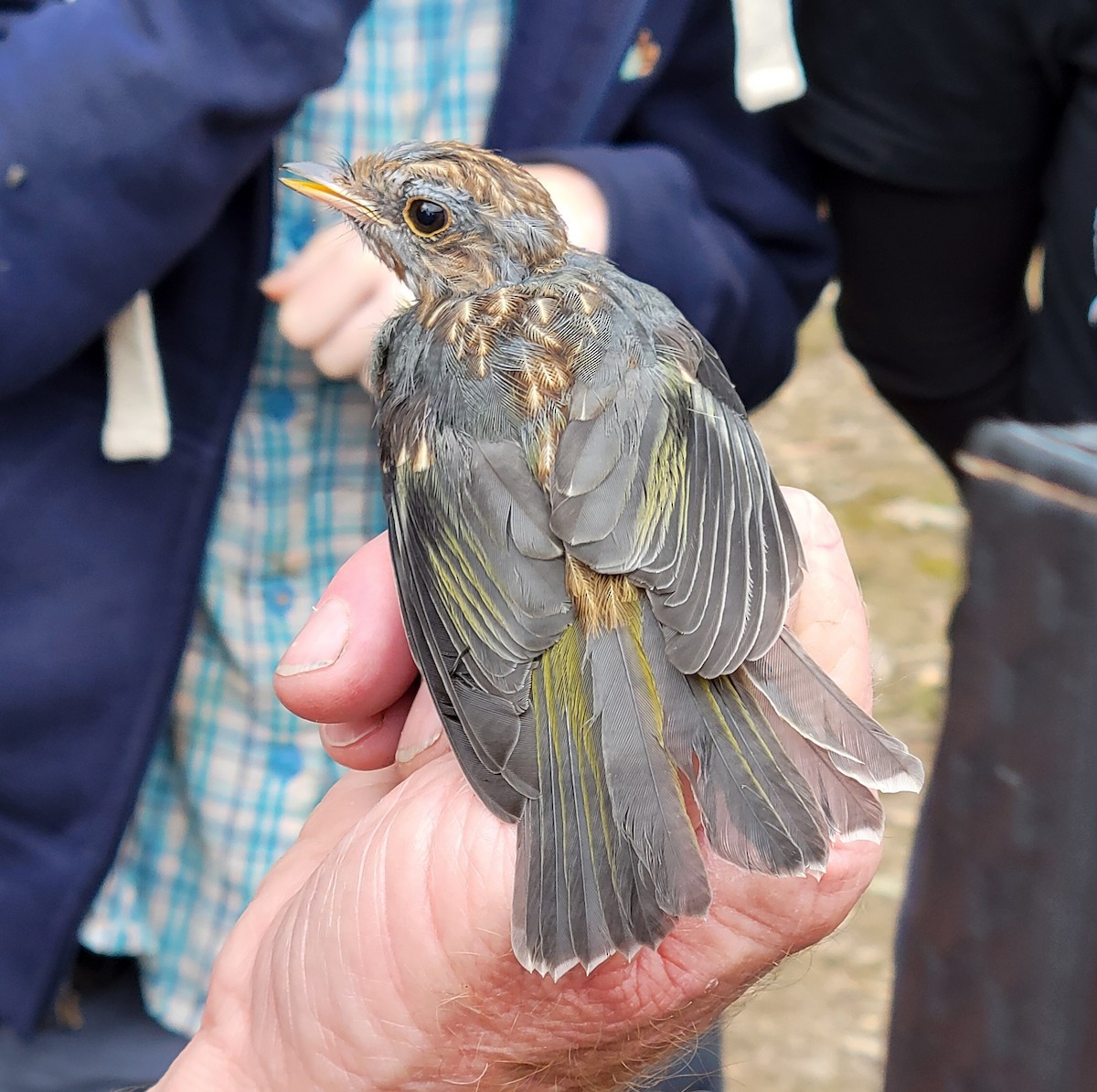 Eastern Yellow Robin - ML624293047