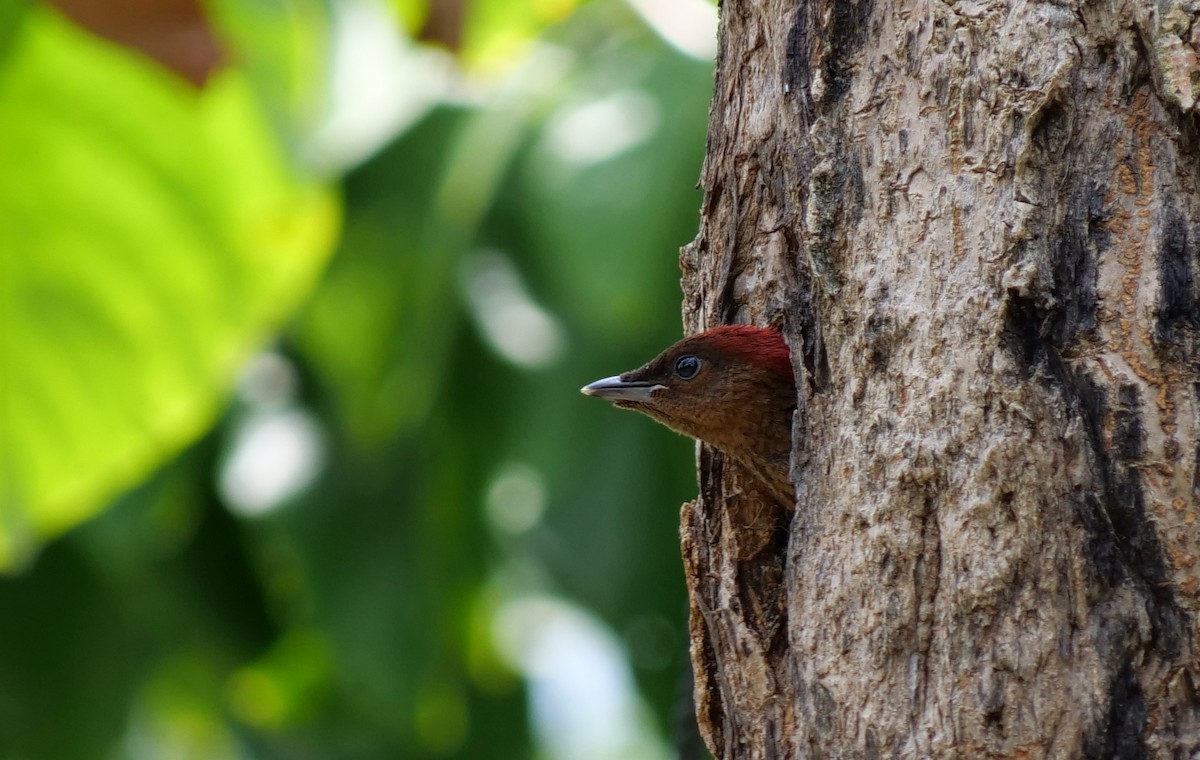 Banded Woodpecker - ML624293103