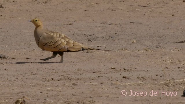 Chestnut-bellied Sandgrouse (African) - ML624293134