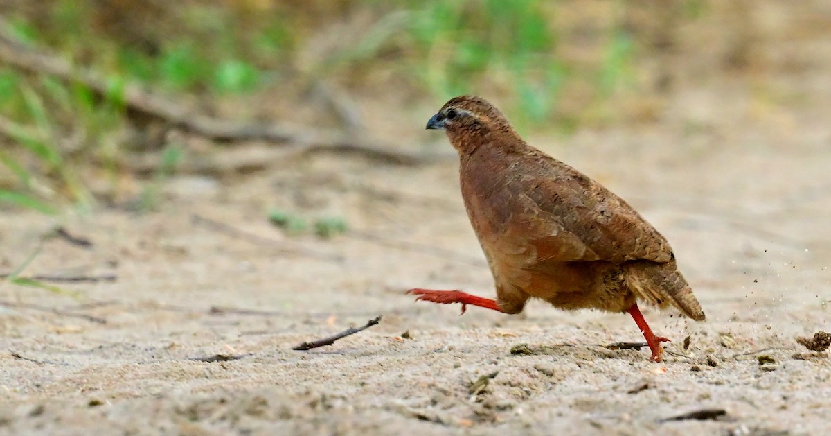 Rock Bush-Quail - ML624293150