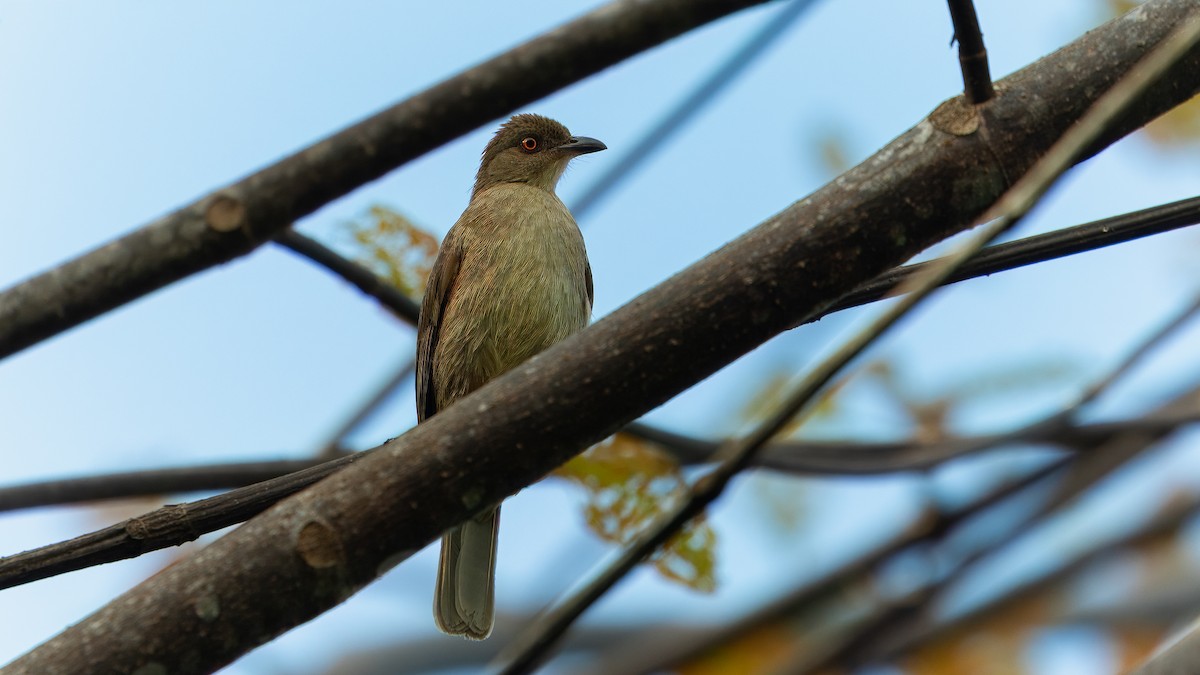 Red-eyed Bulbul - ML624293321