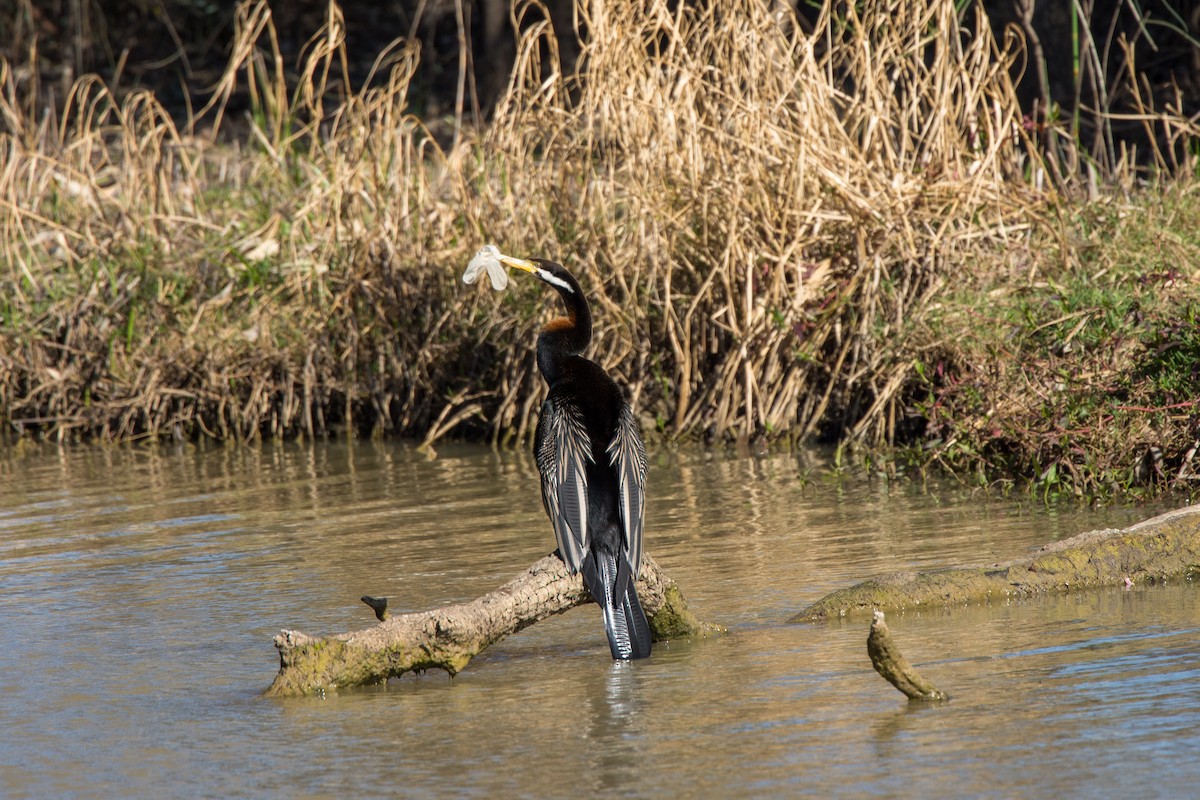 Australasian Darter - ML624293334