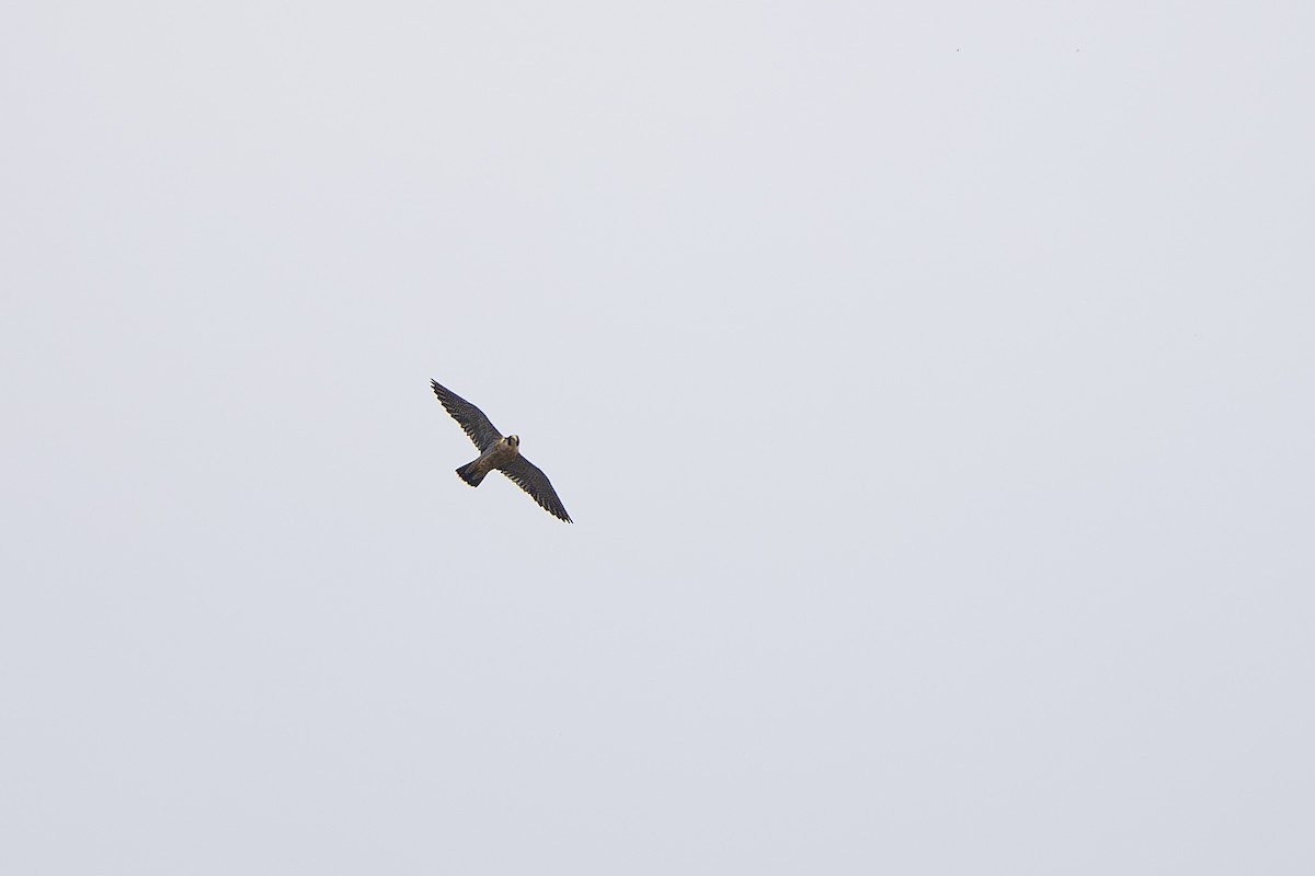 Peregrine Falcon (Mediterranean) - ML624293354