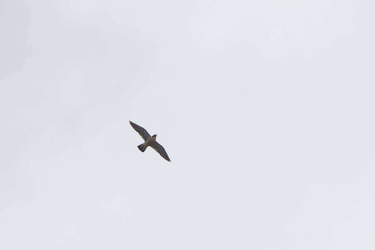 Peregrine Falcon (Mediterranean) - ML624293356