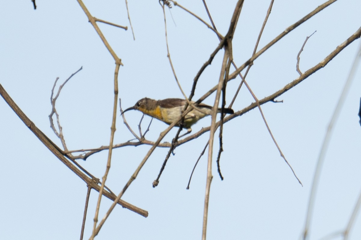 Ornate Sunbird (Cream-bellied) - ML624293378