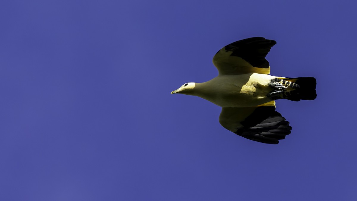 Yellowish Imperial-Pigeon - ML624293454