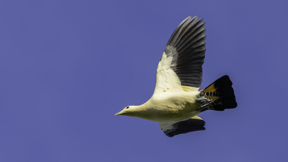 Yellowish Imperial-Pigeon - ML624293458