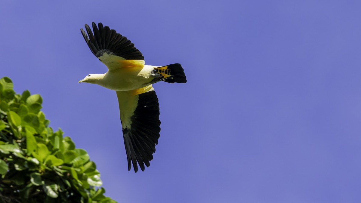 Yellowish Imperial-Pigeon - ML624293459