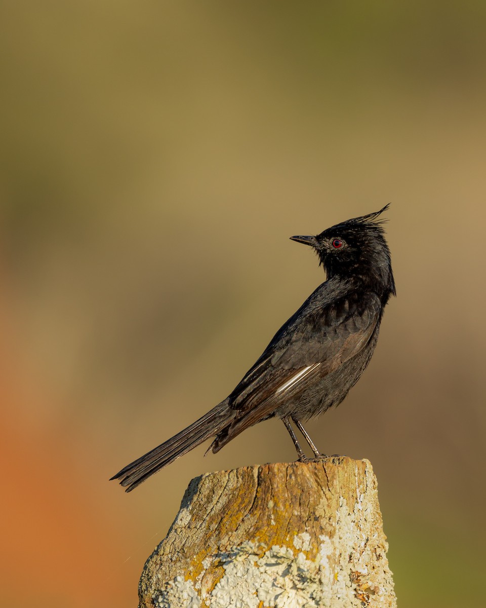 Crested Black-Tyrant - ML624293523