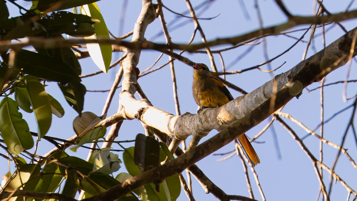 Fiery Minivet - ML624293539