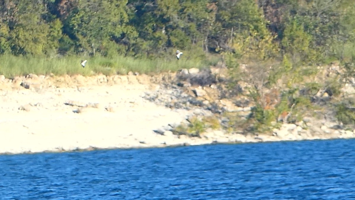 Sabine's Gull - ML624293545