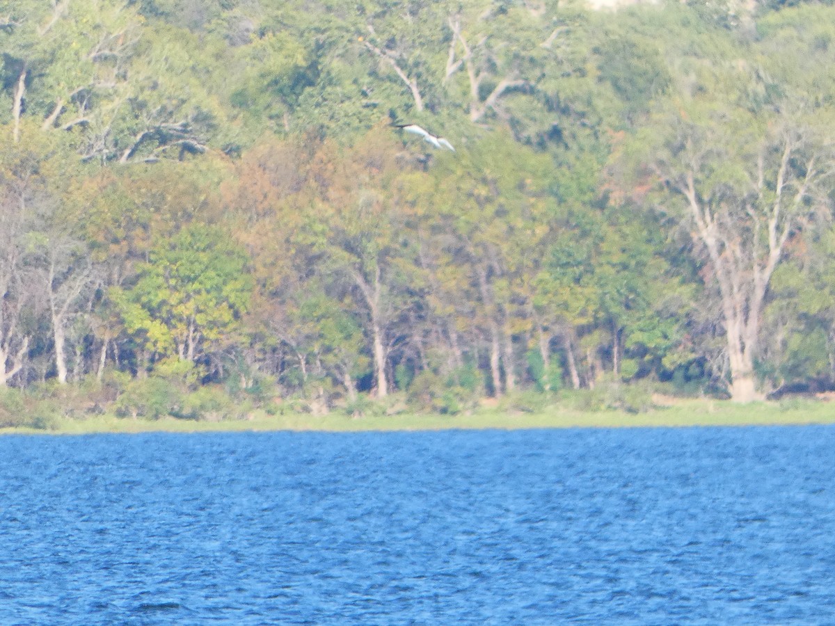 Sabine's Gull - ML624293578