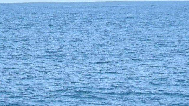 Wilson's Storm-Petrel - ML624293580